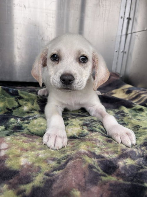 *LYRA - Labrador Retriever available for adoption
