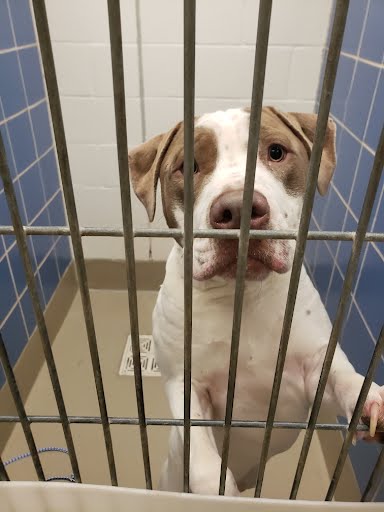 Pit Bull