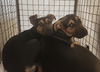 adoptable Dog in  named *EMMA