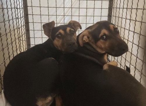 *EMMA - German Shepherd Dog / Labrador Retriever available for adoption