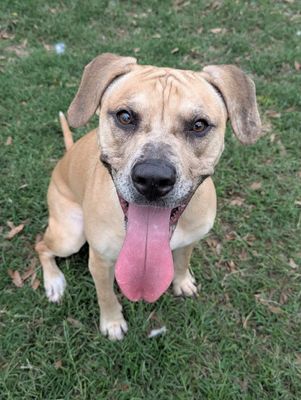 *MARY KATE - Catahoula Leopard Dog available for adoption
