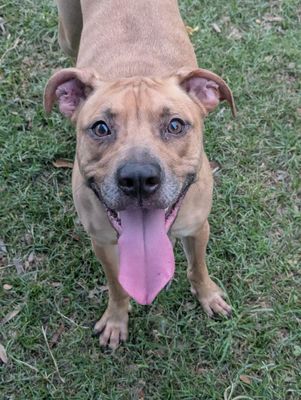*ASHLEY - Catahoula Leopard Dog available for adoption