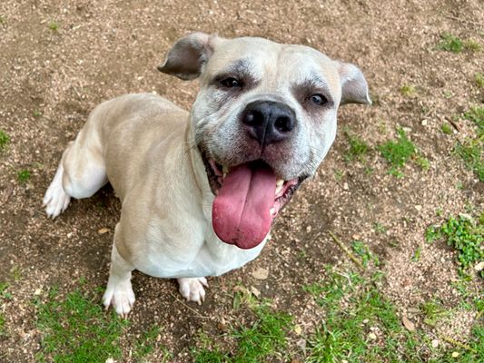 adoptable Dog in Austin, TX named *UNCLE JOEY