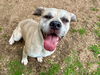 adoptable Dog in  named *UNCLE JOEY
