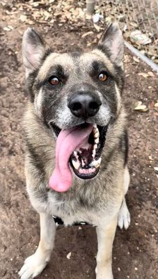 *REGGIE - German Shepherd Dog available for adoption
