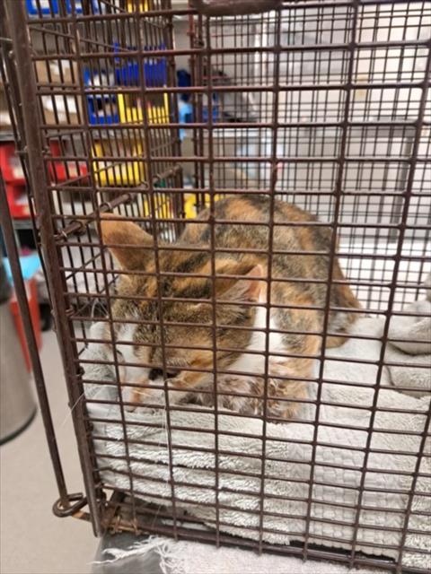 *FLORENCE - Domestic Short Hair available for adoption