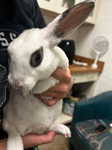 FLUFFY - Shorthaired Rabbit available for adoption