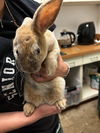 adoptable Rabbit in  named BISCUIT