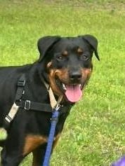 HULK - Rottweiler available for adoption
