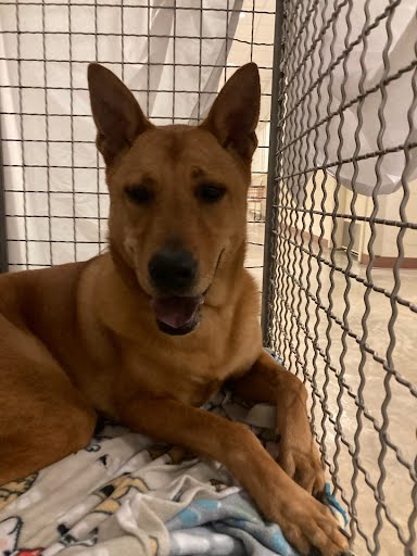 BEAR - Chow Chow available for adoption