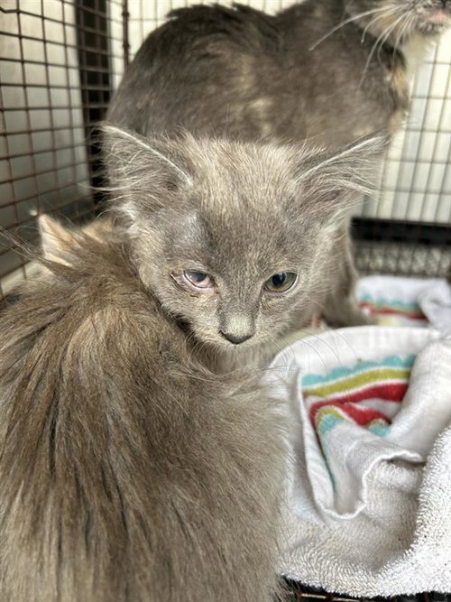 A928791 - Domestic Long Hair available for adoption