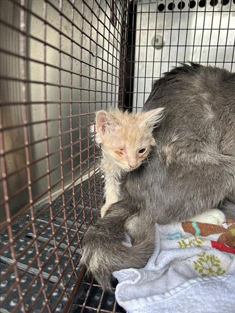A928792 - Domestic Long Hair available for adoption