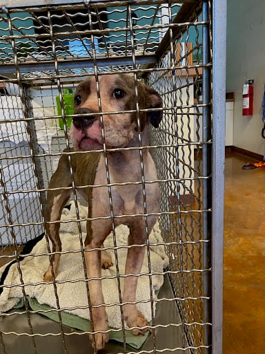 *CINNAMON - Pit Bull Terrier available for adoption