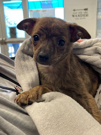 *PALOMA - Chihuahua available for adoption