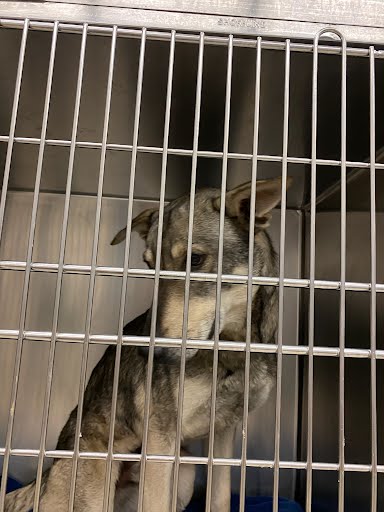 adoptable Dog in Austin, TX named MILO