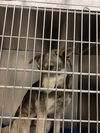 adoptable Dog in  named MILO