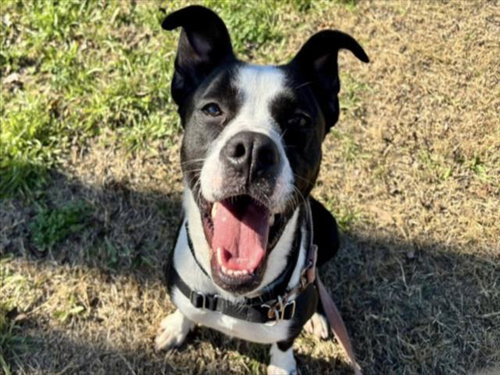 *LIL GHOSTY - Boston Terrier available for adoption