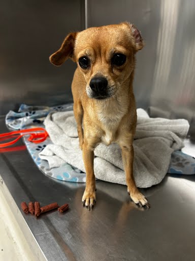 adoptable Dog in Austin, TX named CANELA