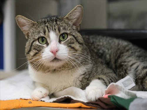 *UKULELE - Domestic Short Hair available for adoption