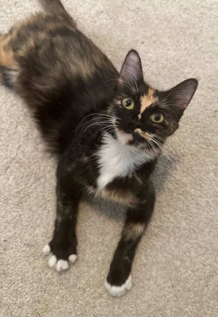 A928661 - Domestic Short Hair available for adoption