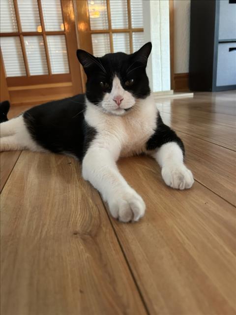 picture of the cat needing adoption