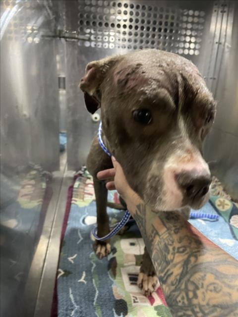 *HARPER - Pit Bull Terrier available for adoption