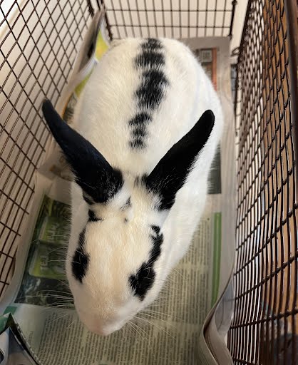 *SPARKLE - Shorthaired Rabbit available for adoption