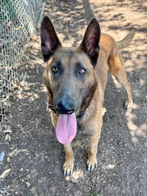 *BADGER - Belgian Shepherd Malinois available for adoption