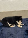 adoptable Dog in  named A928592