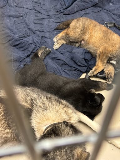 adoptable Dog in Austin, TX named A928593