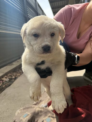 *HAWAII - Labrador Retriever available for adoption