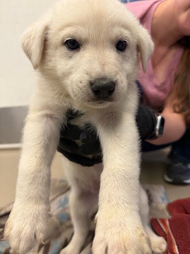 *WASHINGTON - Labrador Retriever available for adoption