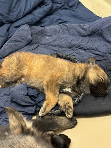 *MARY KATE - German Shepherd Dog / Siberian Husky available for adoption