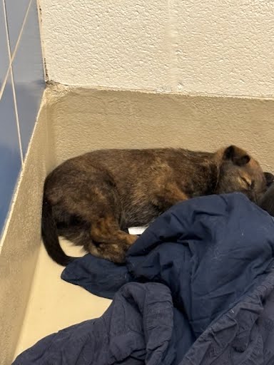 adoptable Dog in Austin, TX named *ASHLEY