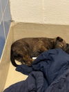 adoptable Dog in  named *ASHLEY