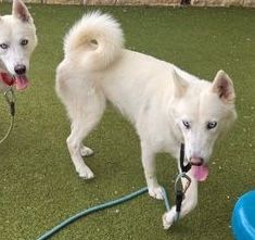*RICKY - Siberian Husky available for adoption