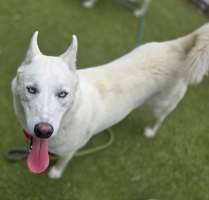 *LUCY - Siberian Husky available for adoption