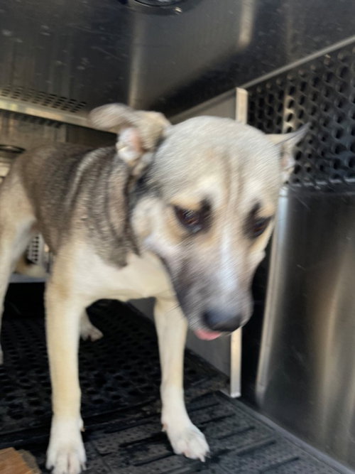 *PETUNIA - Siberian Husky available for adoption