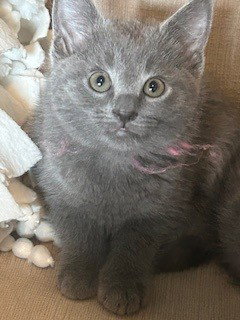 *FOX - Domestic Short Hair available for adoption
