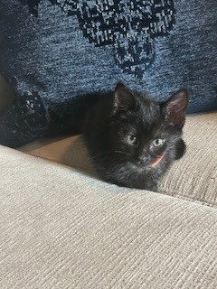*RABBIT - Domestic Short Hair available for adoption