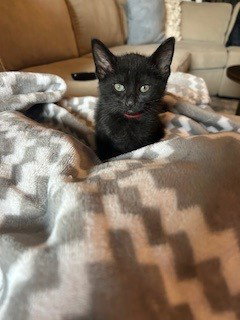 *TURTLE - Domestic Short Hair available for adoption