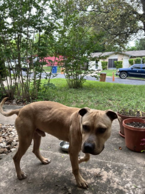 *GRAHAM - Pit Bull Terrier available for adoption