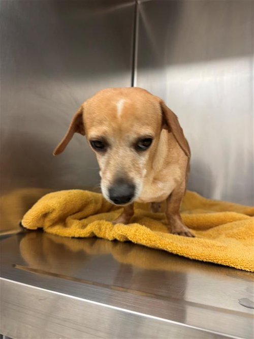 *HANDSOME - Dachshund / Chihuahua available for adoption