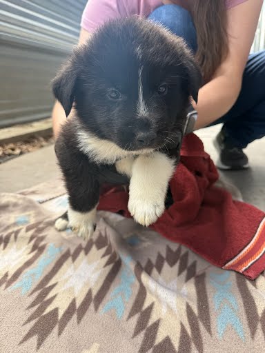 *KODA - Labrador Retriever available for adoption