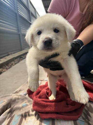 *BONNIE - Labrador Retriever available for adoption