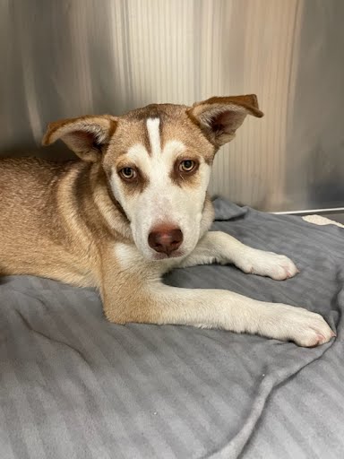 PINECONE - Husky / German Shepherd Dog available for adoption