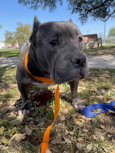*BUNNY - Staffordshire Bull Terrier available for adoption