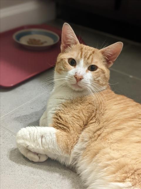 picture of the cat needing adoption