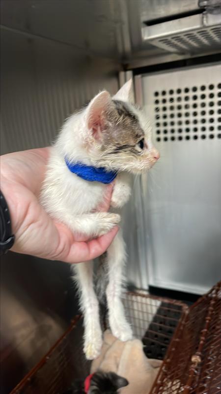 *DANCE - Domestic Short Hair available for adoption