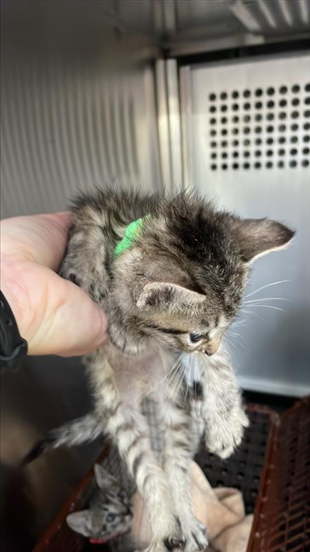 *PRANCE - Domestic Short Hair available for adoption